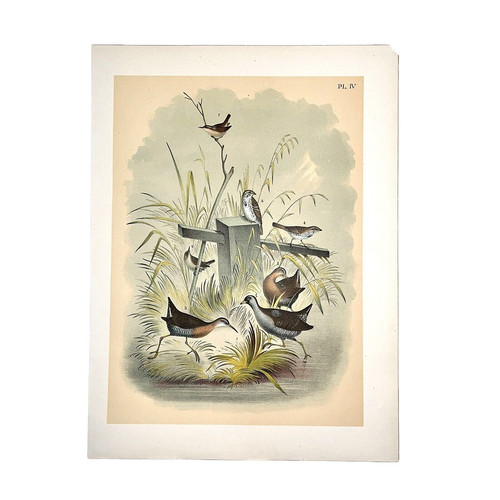 Various north american - north, birds