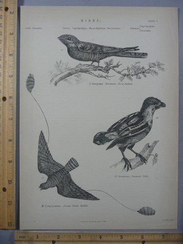 Rare antique orig - rare,