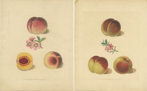 Set two antique prints of - antique,