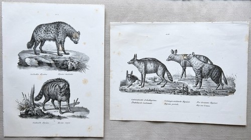 Two large 1840 schinz antique - two,
